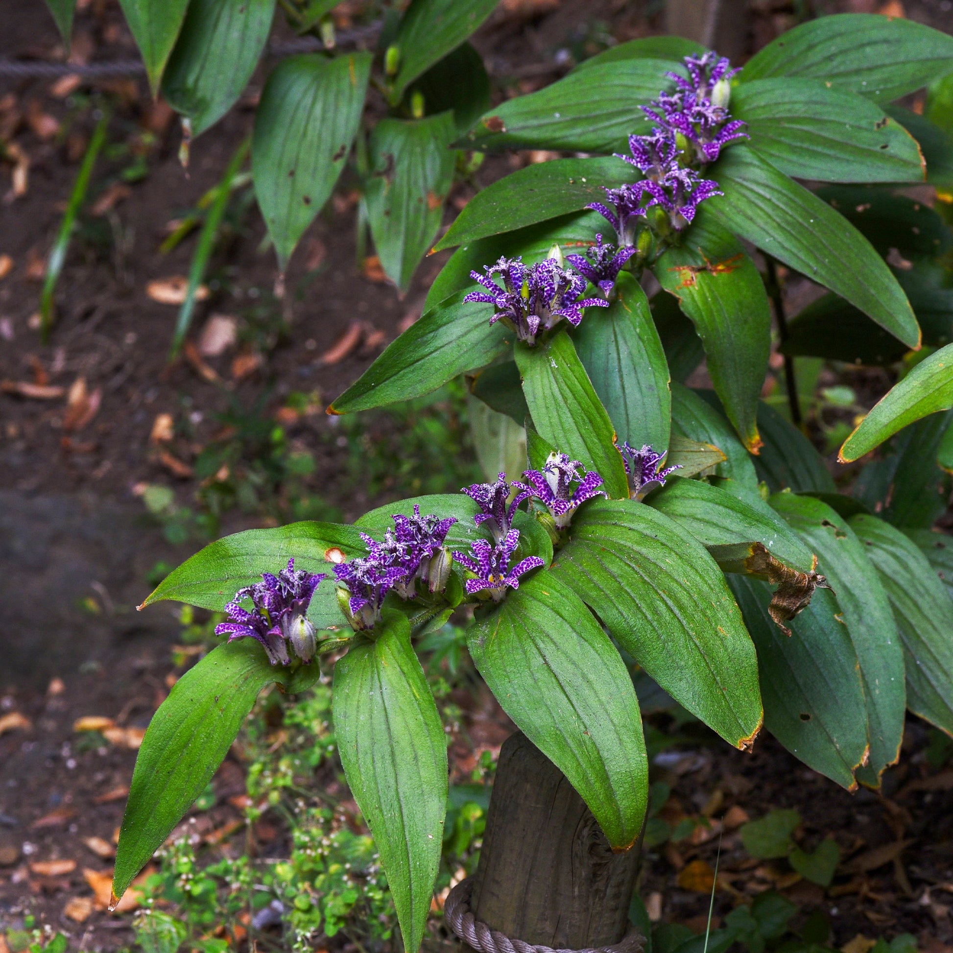 Plantes vivaces - Lys crapaud Tricyrtis hirta - Biologique violet-blanc - Tricyrtis hirta