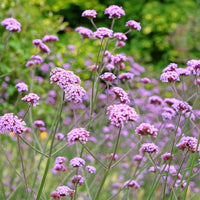 Verveine de Buenos-Aires - Verveine - Bakker