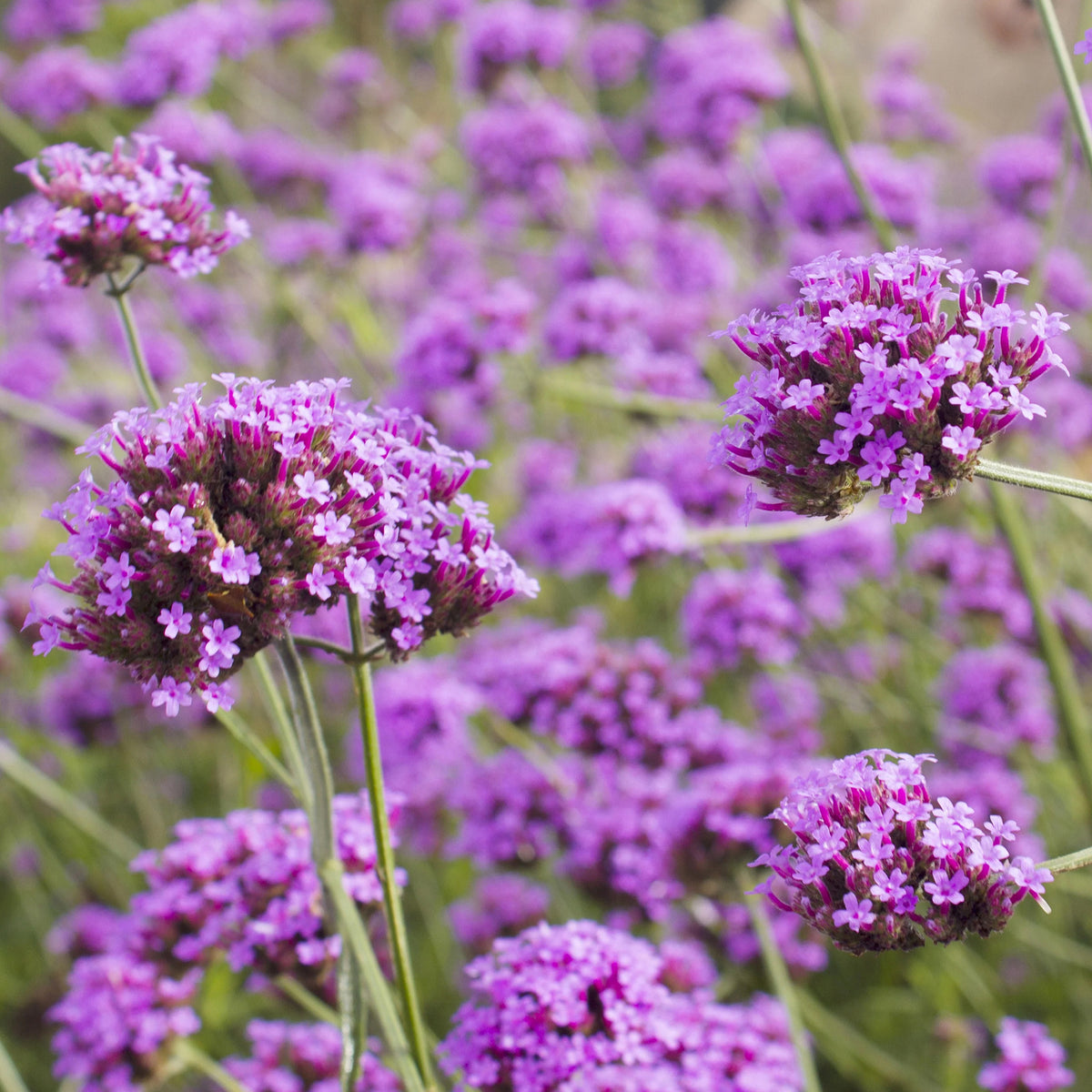 Vente 5 Vivaces roses et mauves