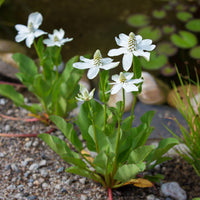 Toutes les plantes de bassin - Anémopsis de Californie - Anemopsis californica