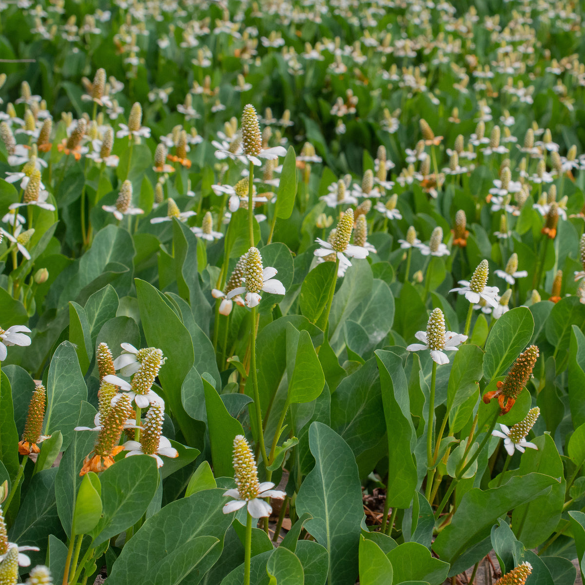 Vente Anémopsis de Californie - Toutes les plantes de bassin