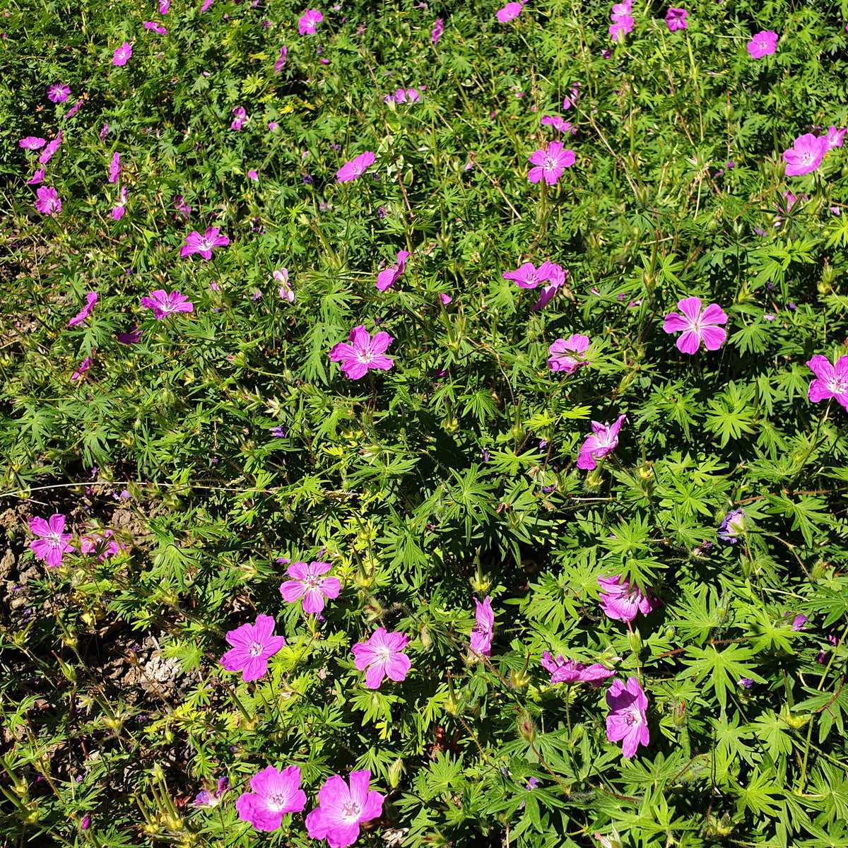 Géranium des marais - Geranium palustre - Bakker