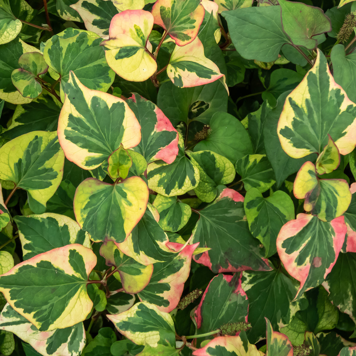 Toutes les plantes de bassin - Houttuynia cordata 'Chameleon' - Houttuynia cordata chameleon