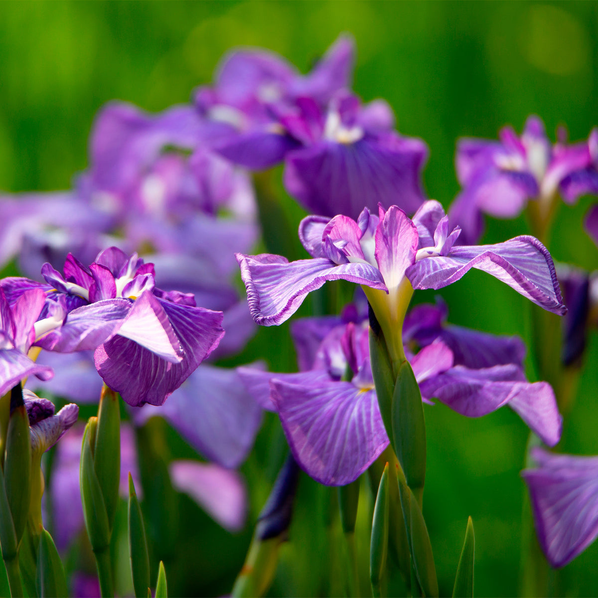 Iris du Japon
