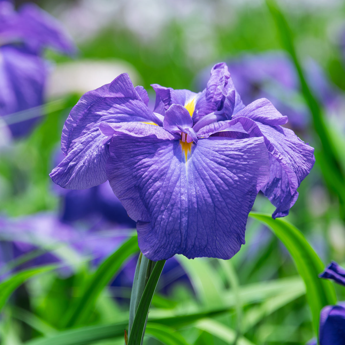 Iris du Japon - Iris kaempferi - Bakker
