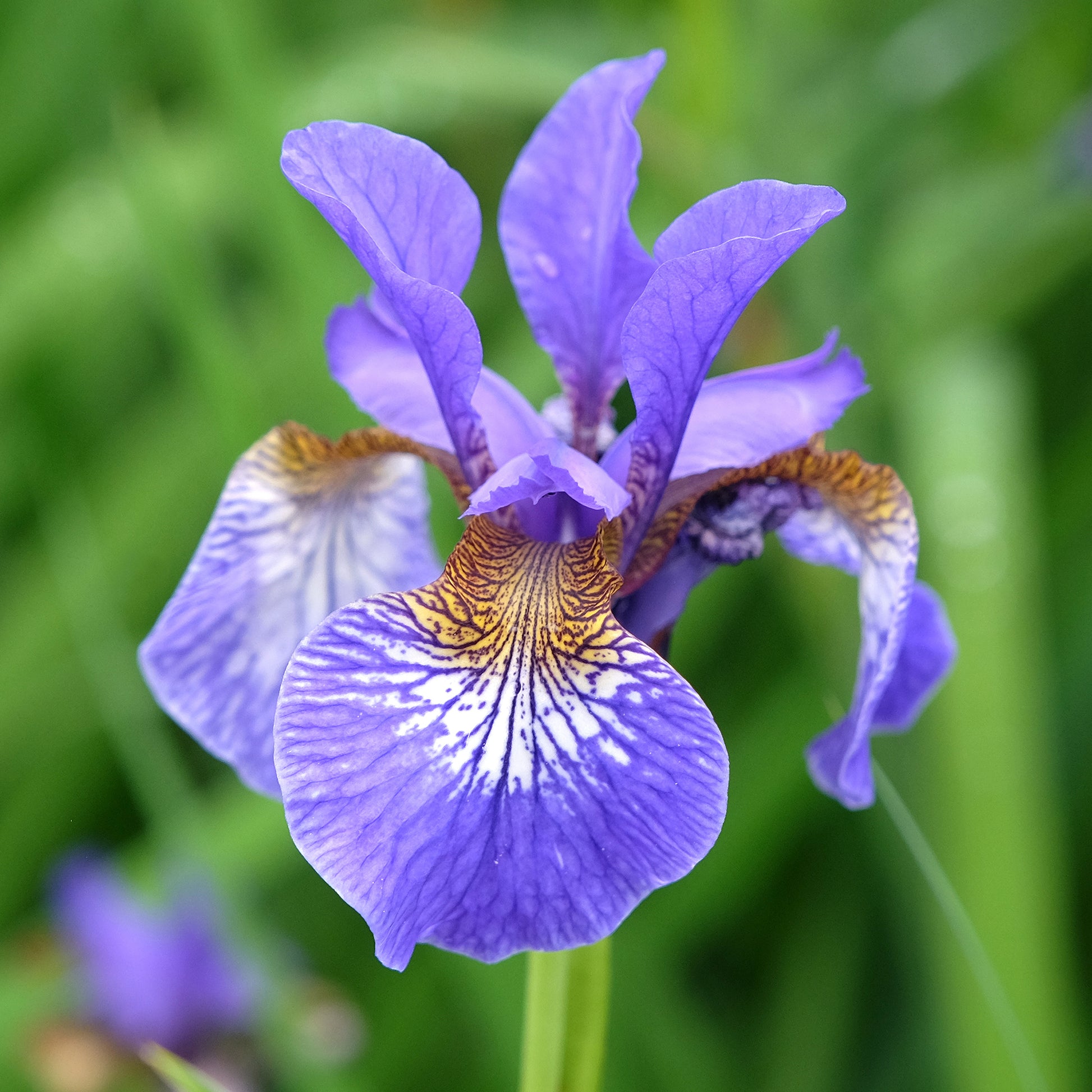 Iris de Sibérie - Iris de Sibérie - Iris sibirica