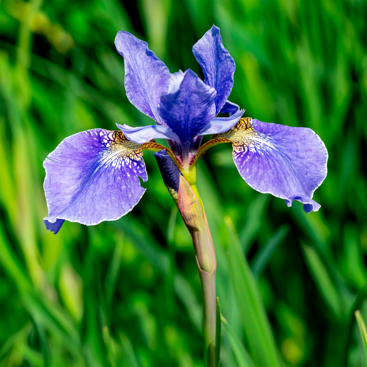 Iris de Sibérie - Iris de Sibérie - Iris sibirica