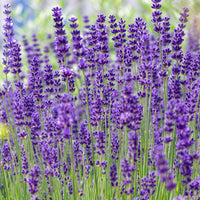 Lavande vraie 'Hidcote' - Lavandula angustifolia Hidcote - Bakker