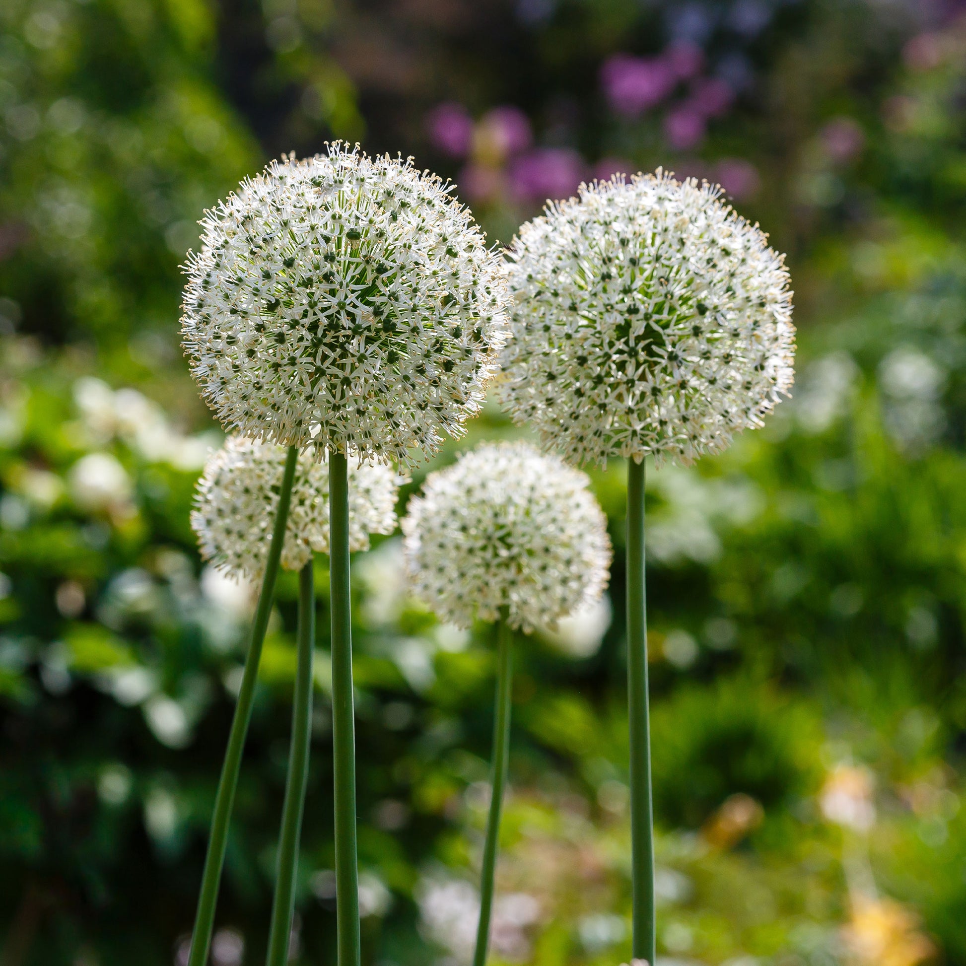 2 Alliums Mount Everest  - Allium stipitatum mount everest - Bakker