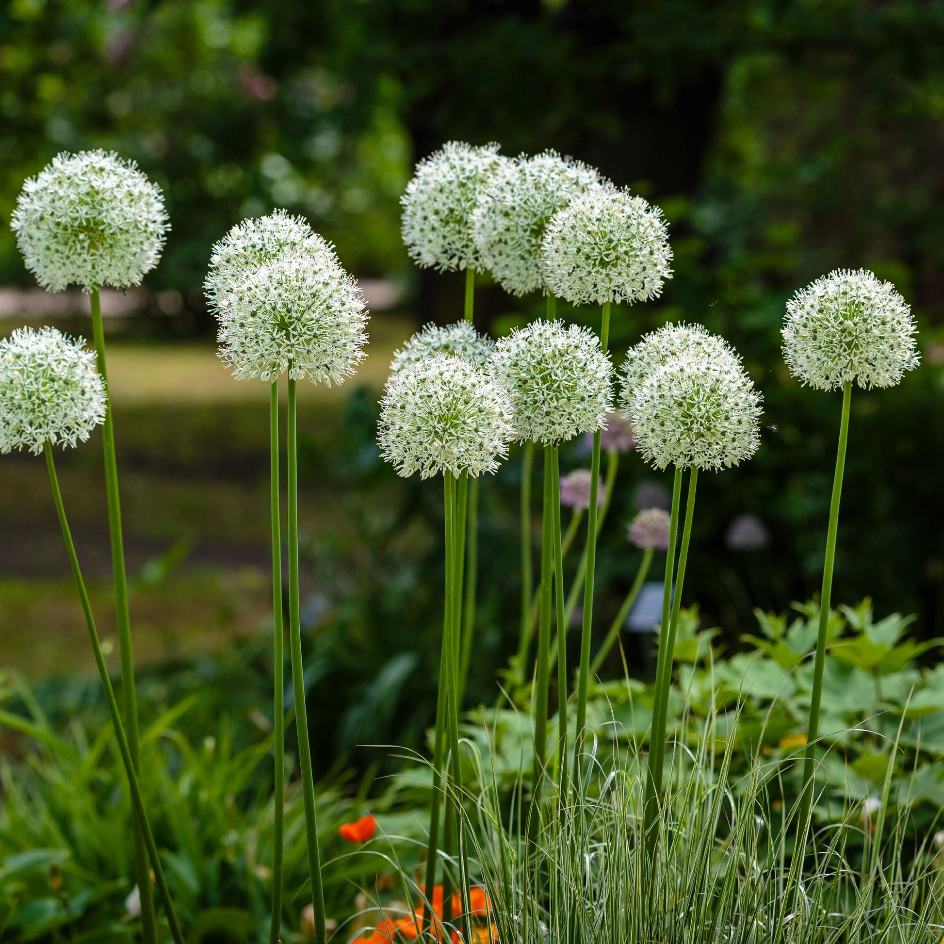 2 Alliums Mount Everest  - Bakker