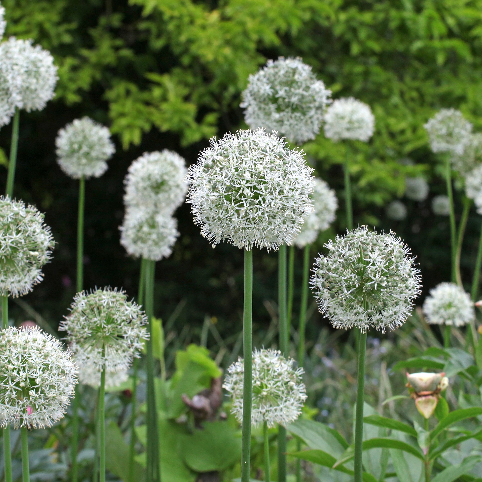 Allium stipitatum mount everest - 2 Alliums Mount Everest - Bulbes d'Allium