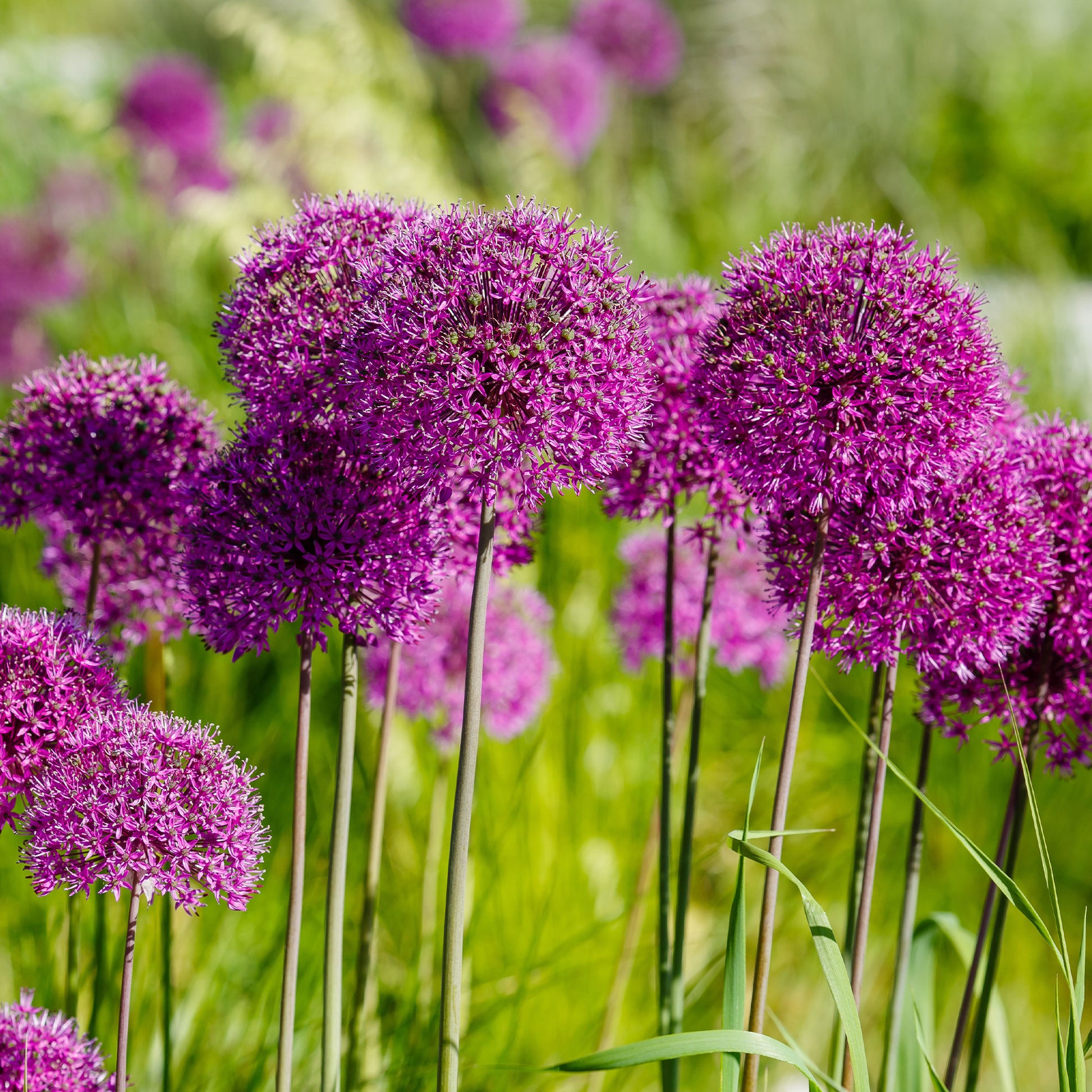 Bulbes d'Allium - 10 Alliums Purple sensation  - Allium aflatunense purple sensation