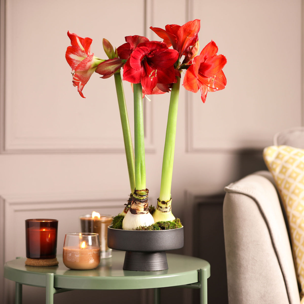 Amaryllis 'Red Lion' - Bakker