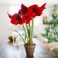 Amaryllis red lion - Amaryllis 'Red Lion' - Bulbes d'Amaryllis