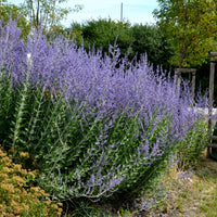 5 Vivaces pour massif ensoleillé  - Deschampsia cespitosa, Gaura lindheimeri, Nepeta faassenii, Perovskia atriplicifolia, Echinacea pallida                 - Bakker