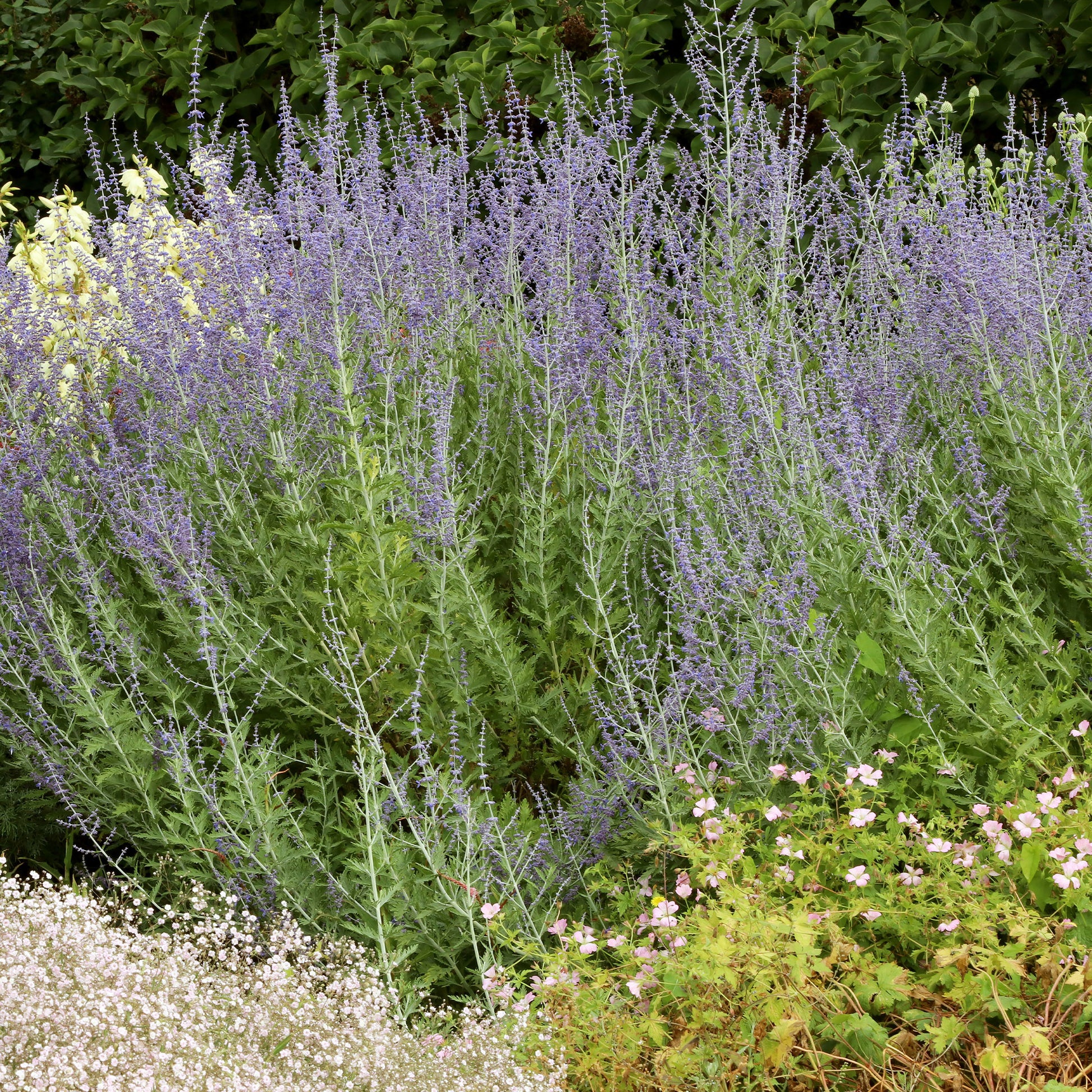 Sauge d'Afghanistan 'Blue Spire' - Bakker