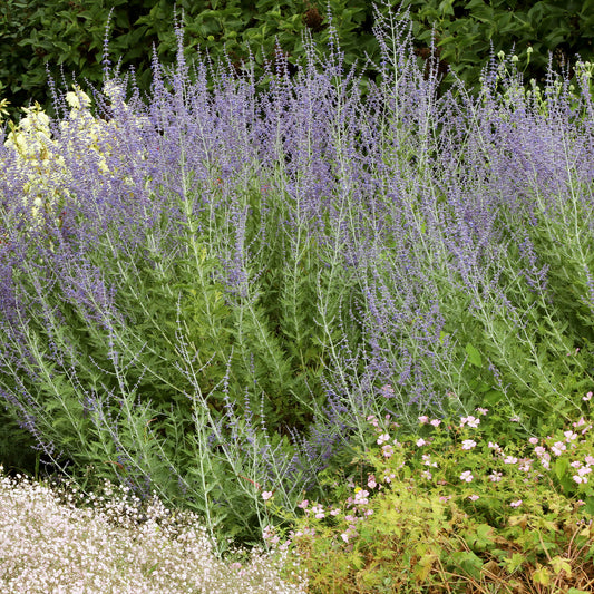 Sauge d'Afghanistan 'Blue Spire' - Bakker