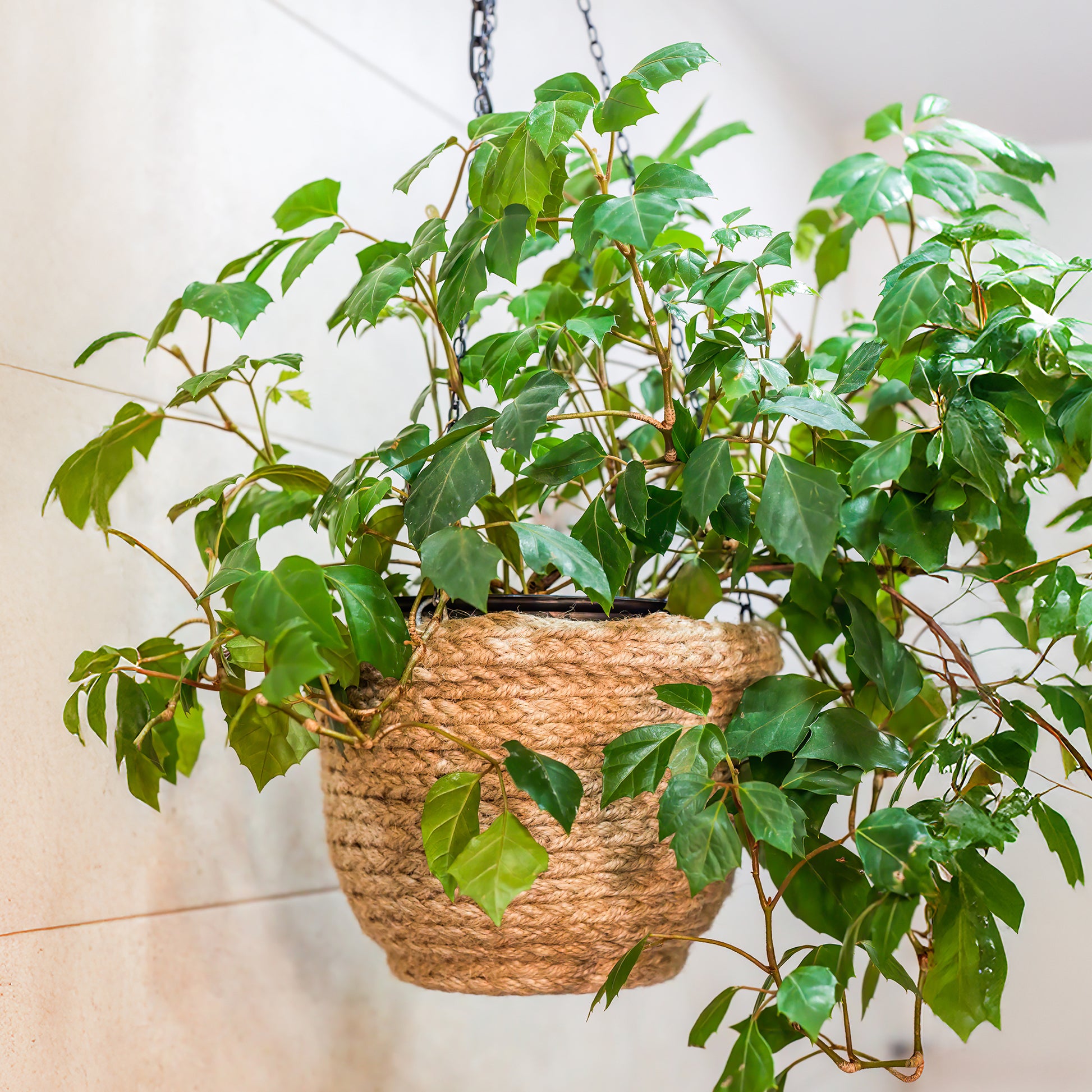 Woningerd Cissus 'Ellen Danica' avec pot suspendu en plastique  - Plante suspendue - Cissus ellen danica - Bakker