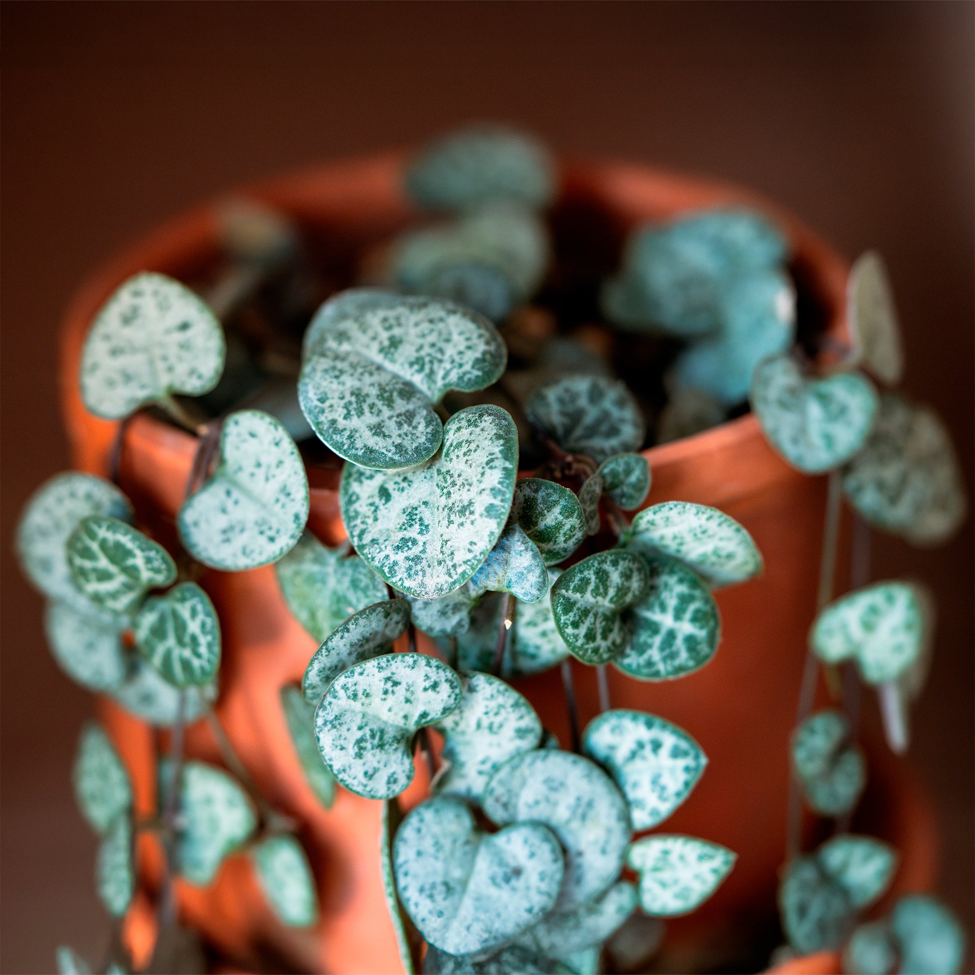 Vente Chaîne des cœurs