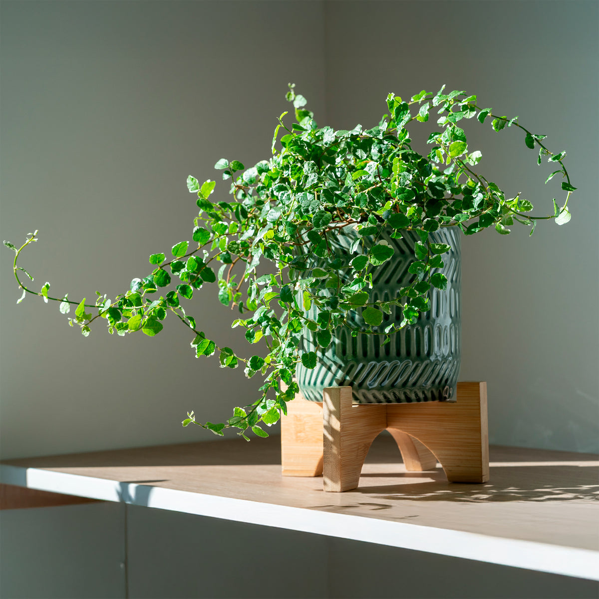Figuier rampant Ficus pumila 'White Sunny' - Ficus pumila white sunny - Bakker