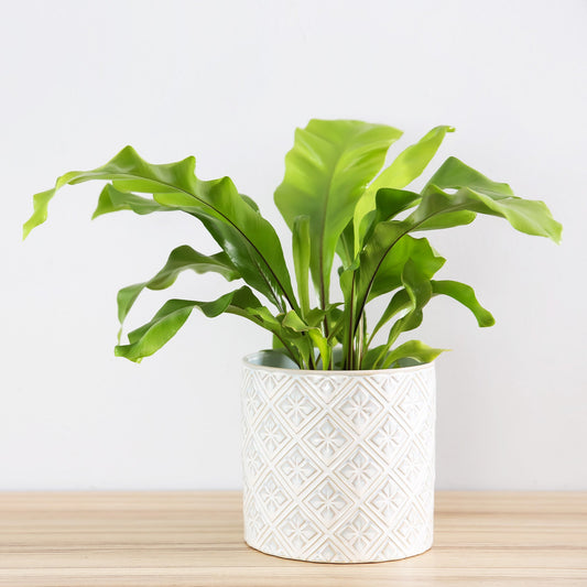 Fougère scolopendrium - Bakker