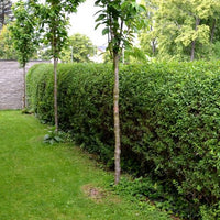 Bakker - Troène de Californie Ligustrum ovalifolium - Ligustrum ovalifolium