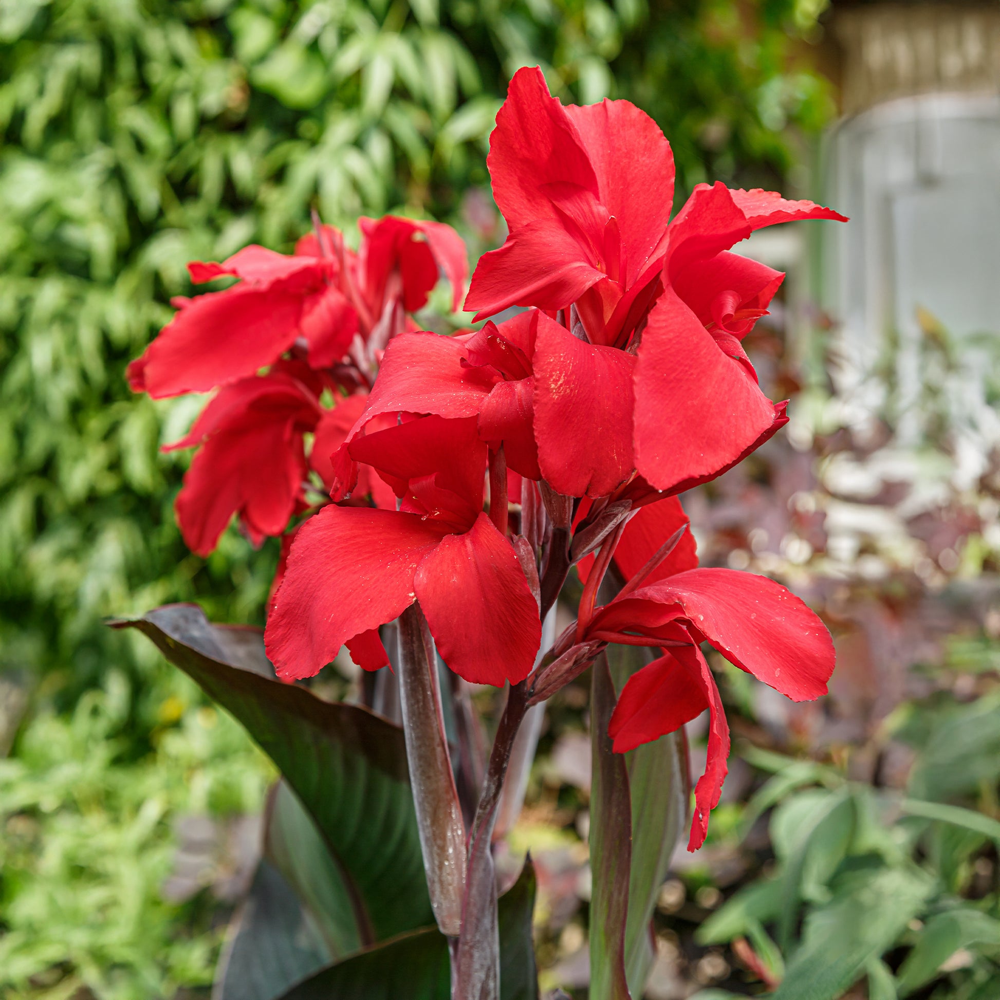 Canna 'red futurity' - 2 Canna Red Futurity - Canna