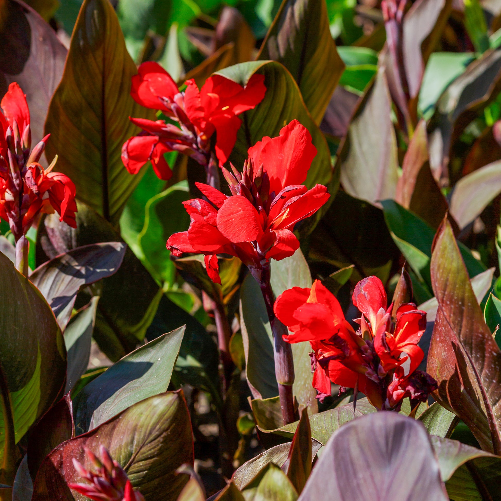 2 Canna Red Futurity - Bakker