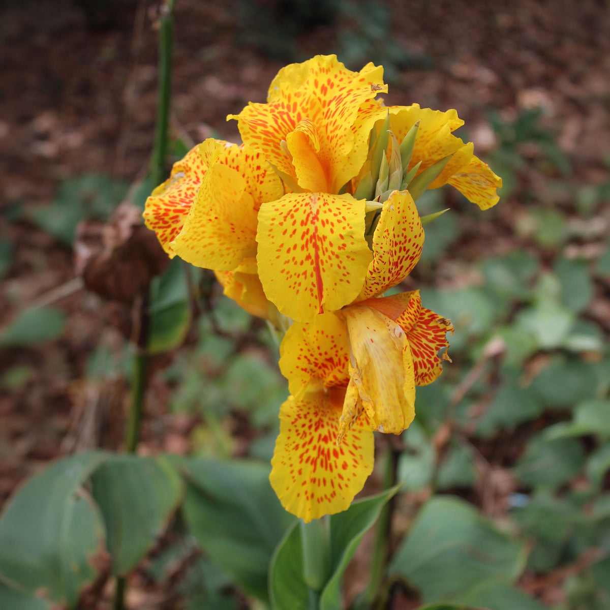 2 Canna Tropical Yellow - Bakker