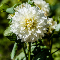 3 Dahlias géant Fleurel - Dahlia 'fleurel' - Bakker