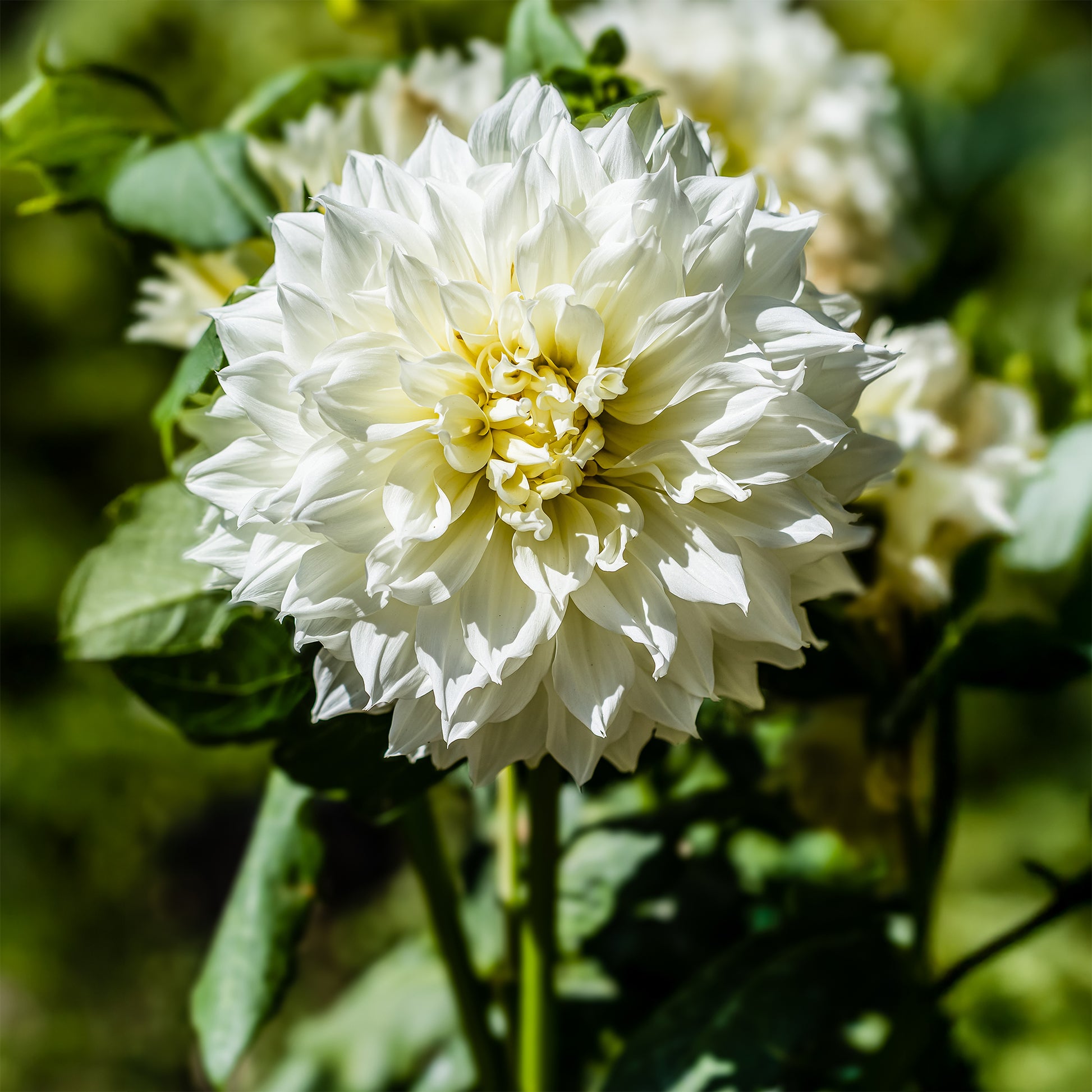 3 Dahlias géant Fleurel - Dahlia 'fleurel' - Bakker