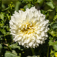 3 Dahlias géant Fleurel - Bakker