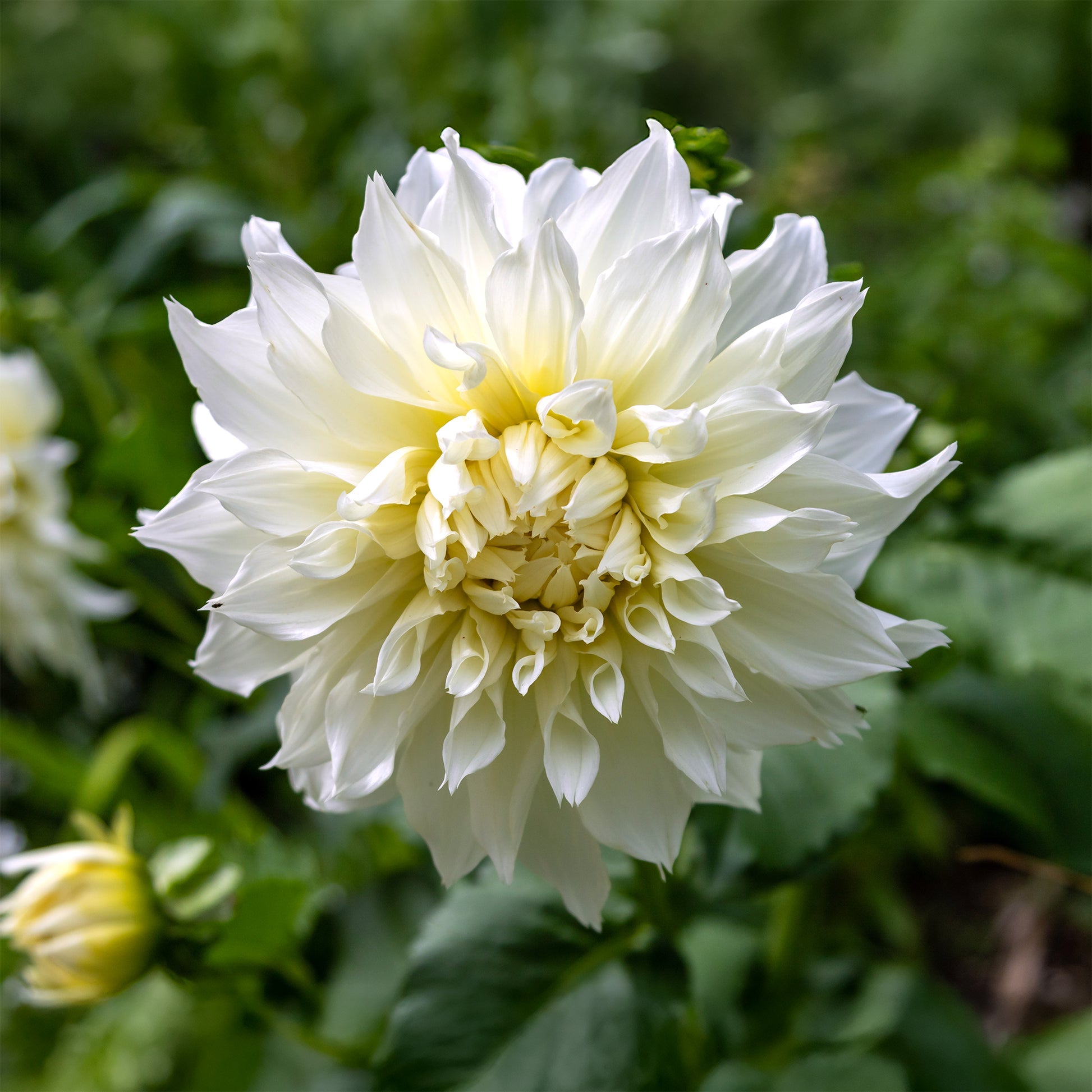 Dahlia 'fleurel' - 3 Dahlias géant Fleurel - Bulbes de Dahlia