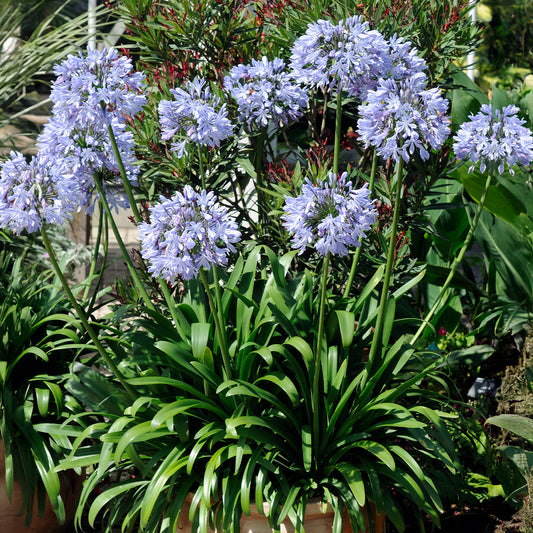 3 Agapanthes bleues