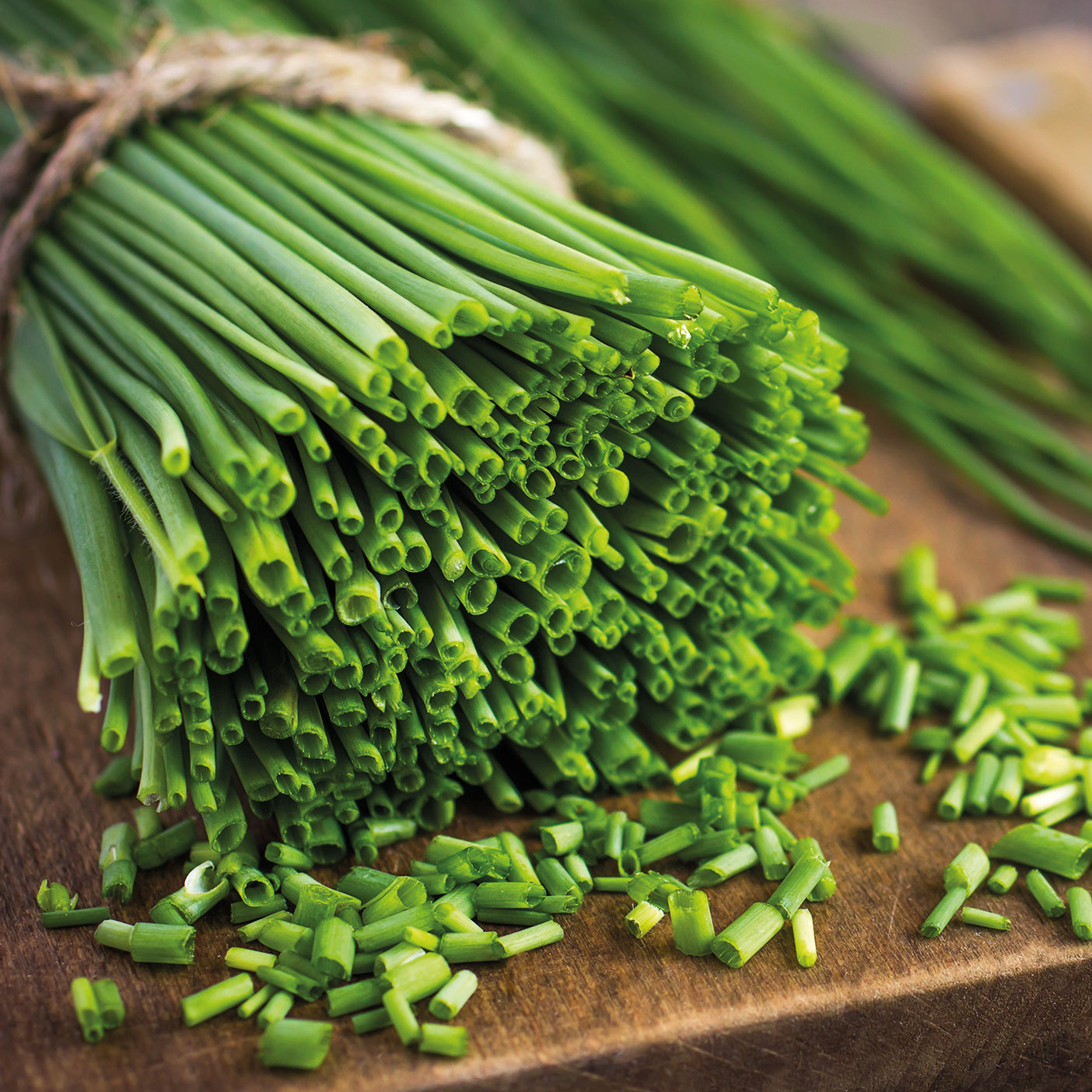 Allium schoenoprasum - Ciboulette