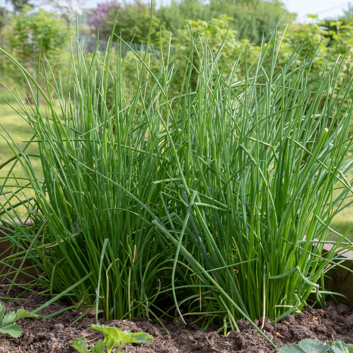 Ciboulette commune - Allium schoenoprasum - Bakker
