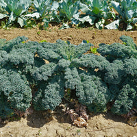 Chou Frisé d'Automne tardif 'Westlandse Herfst late' - Bakker