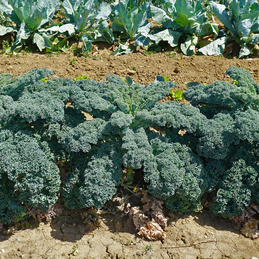 Chou Frisé d'Automne tardif 'Westlandse Herfst late' - Bakker