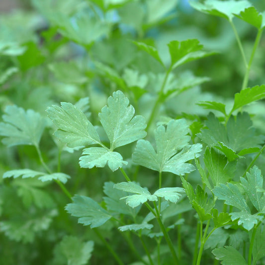 Persil plat commun d'Amsterdam - Bakker