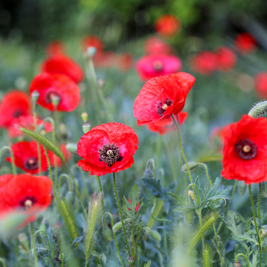 Pavot coquelicot 'Red Corn Poppy' Bio - Bakker