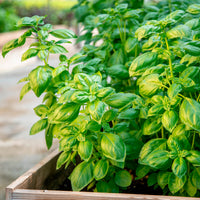Herbes biologiques - Basilic amélioration de Genovese Bio - Ocimum basilicum genovese
