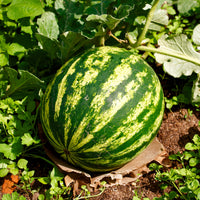 Graines de pastèques - Pastèque 'Crimson Sweet' - Citrullus lanatus Crimson Sweet