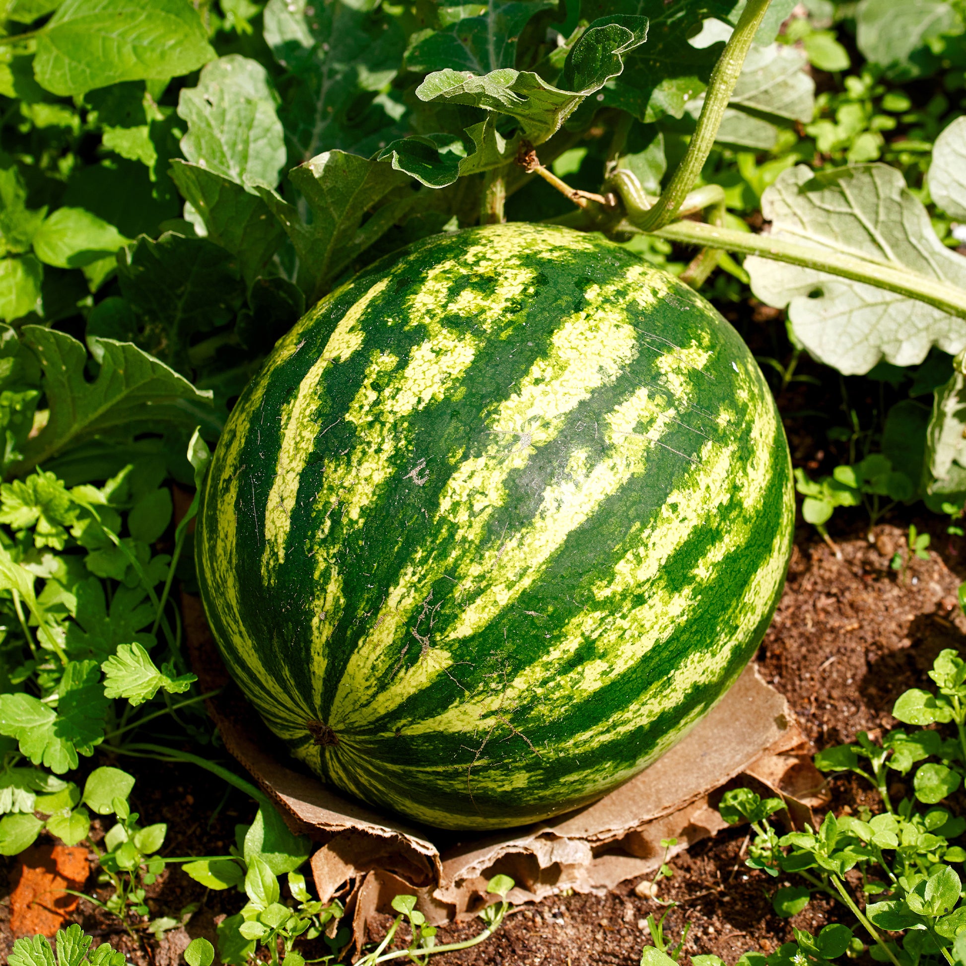 Graines de pastèques - Pastèque 'Crimson Sweet' - Citrullus lanatus Crimson Sweet