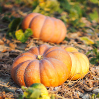 Cucurbita maxima musquée de provence - Courge Musquée de Provence Bio - Graines de courges