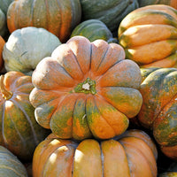 Courge Musquée de Provence Bio - Cucurbita maxima musquée de provence - Bakker