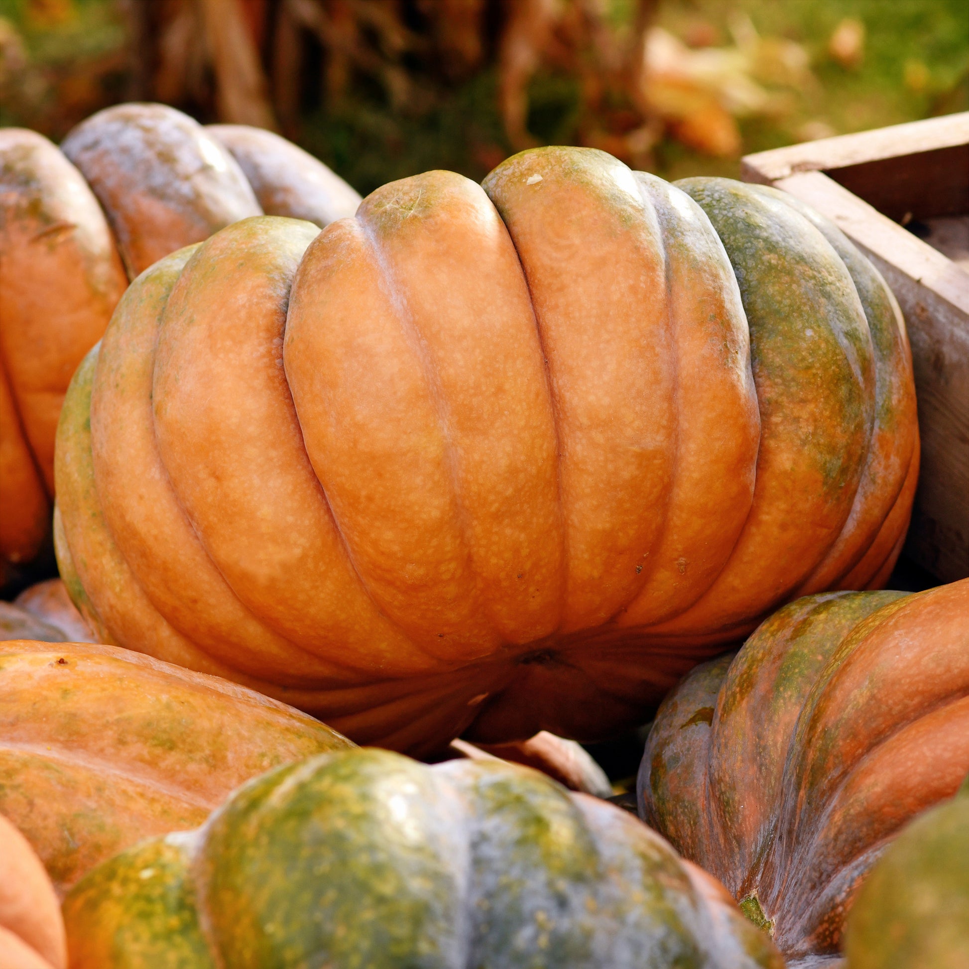 Courge Musquée de Provence Bio - Bakker