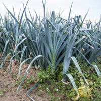 Poireau 'De Carentan 2' - Allium porrum monstrueux de carentan 2 (30 g) - Bakker