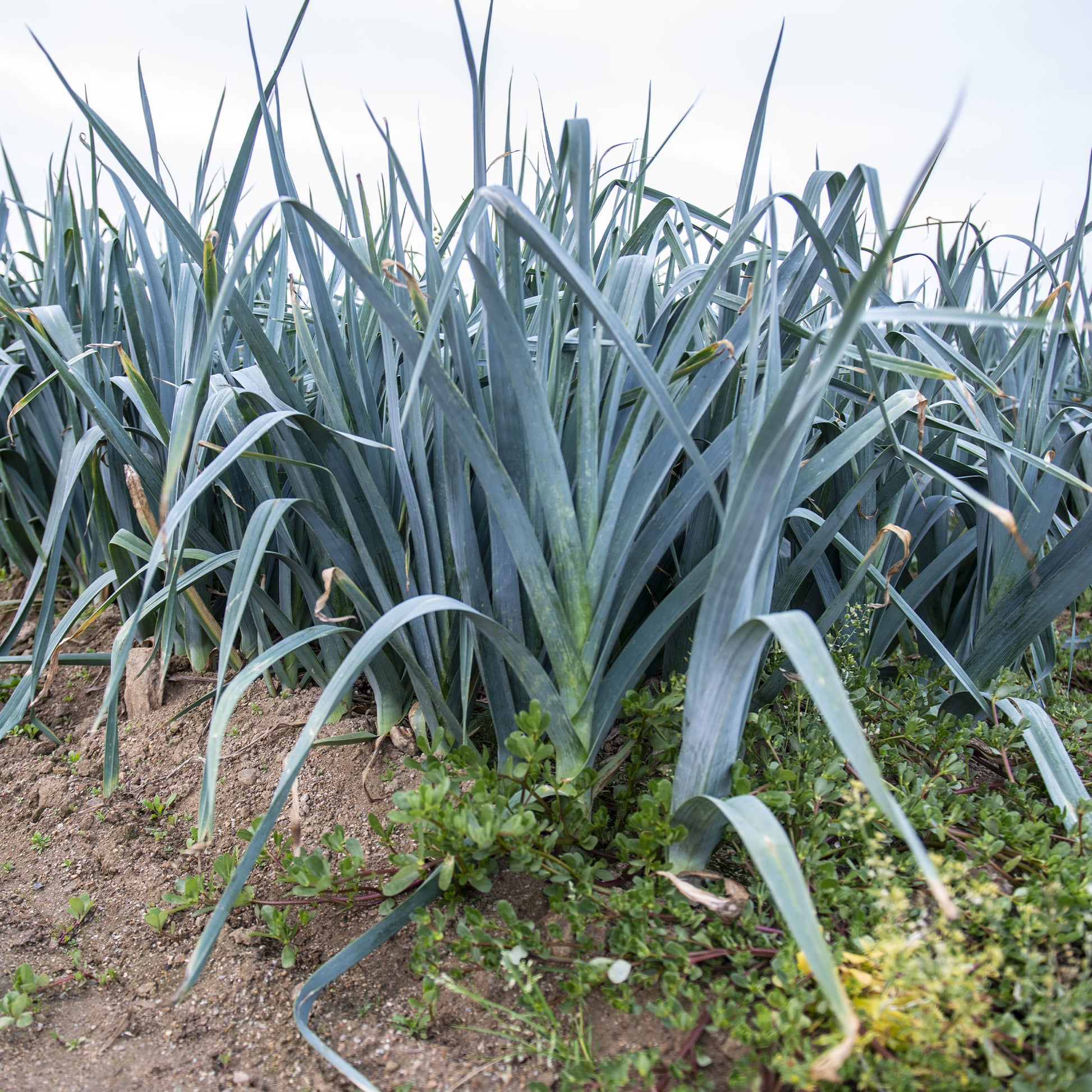 Poireau 'De Carentan 2' - Allium porrum monstrueux de carentan 2 (30 g) - Bakker