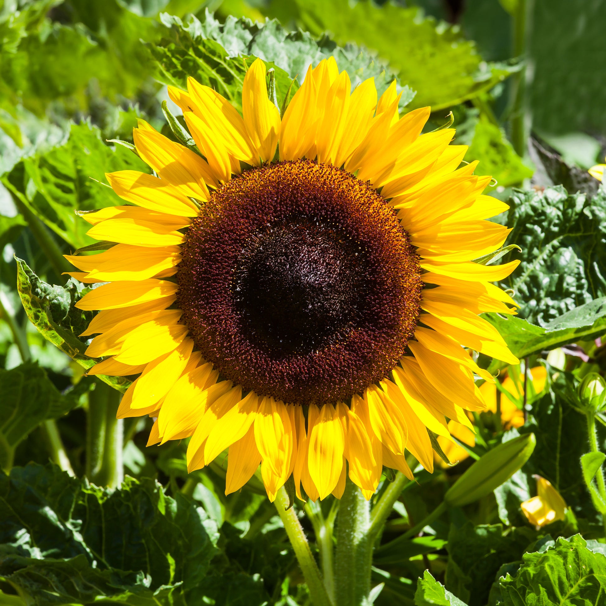 Tournesol à fleur géante 'Uniflorus Giganteus' BIO - Bakker