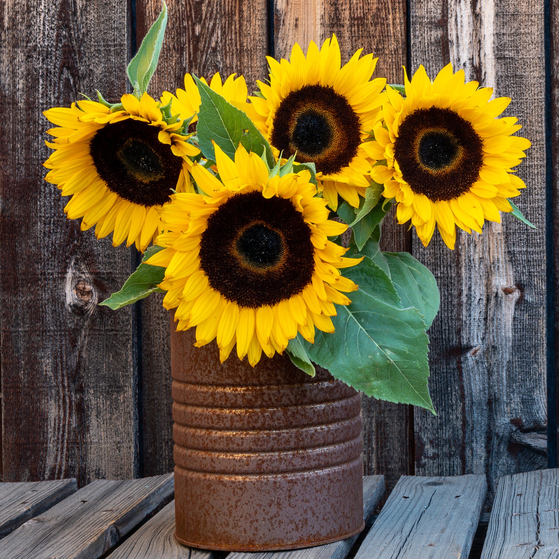 Tournesol nain 'Sunspot' - Bakker